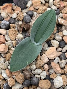 水水多肉 冥界蝴蝶 球根 drimia platyphylla 南非稀有球 满包邮