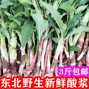 新鲜酸浆东北野生酸姜野菜酸杆子山菜酸将现采现发农产品顺丰包邮