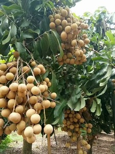 现摘从化龙眼10斤装 新鲜石硖龙眼 孕妇水果 当季水果 广东一级果