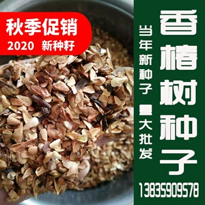 新采红油香椿种子香椿树种子香椿芽苗菜种子红椿树椿芽树林木种子