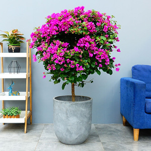 武汉树形三角梅植物盆栽夏秋时令花卉紫红色叶子花花期长同城送货