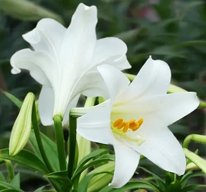 贵州野生百合种苗开白色花的野百合种球阳台庭院楼顶观赏可食用