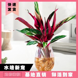 【特价】火凤凰水培竹芋植物室内桌面绿植富贵竹水养易活四季常绿
