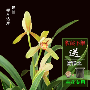 建兰禅月达摩金边矮种兰花苗带花苞室内兰草花卉绿植盆栽观花植物