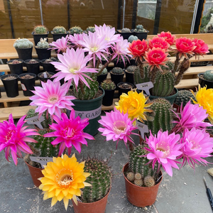 大花彩草 实生仙人球 一图一物包邮防辐射植物