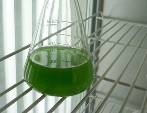 纯种绿色 巴夫藻藻种 扇贝鲍鱼等虾贝类 养殖 饵料 饲料