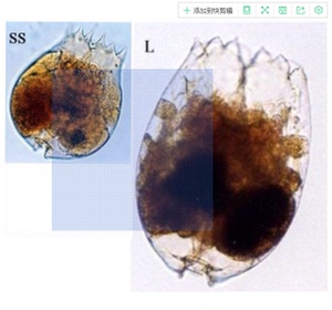 海水轮虫 褶皱臂尾 ss轮虫 石斑鱼苗小丑鱼苗开口sss轮虫 超小