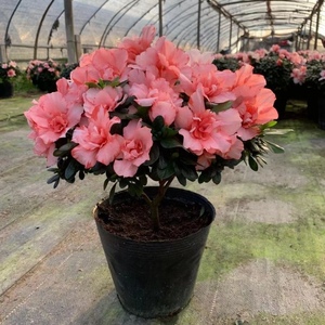 粉色的杜鹃花带花苞四季开花盆栽适合室内客厅阳台花卉绿植