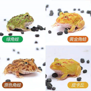 角蛙活体宠物青蛙绿角蛙蝌蚪黄金角蛙活物蝴蝶角蛙钟角蛙霸王角蛙