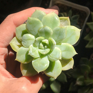 处理多肉植物一物一拍景天美观盆栽卵石墨西哥雪球黄金骑士