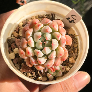 粉魔爪多肉植物