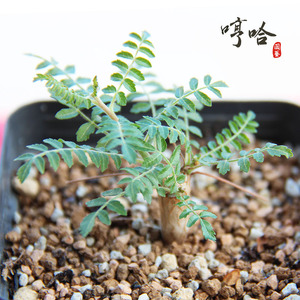多肉植物 橄榄科 乳香属 尼勒达乳香boswellia neglecta 【哼哈】