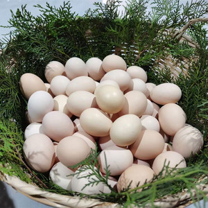 云南特产临沧大山里的放养黑野鸡农村跑步土鸡蛋绿壳黄壳鸡蛋30个