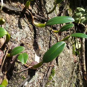 石橄榄草炖汤石仙桃中草药岩珠中小号新鲜盆栽种植现采单叶石枣子