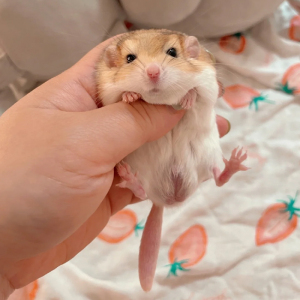 通心粉鼠活物家养小飞鼠睡鼠蜜袋仓鼠冷门适合小孩子养的宠物包活