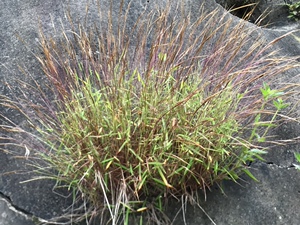 猫毛草野生金丝草新鲜黄毛草现采猫仔草墙头竹笔仔草干货500g包邮