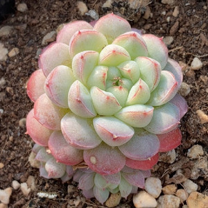 阿尔巴美妮杂 多肉植物 一物一拍 杂交新品 防辐射盆栽吸甲醛植物