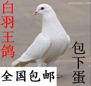 鸽子活体一对白羽王乳鸽赛鸽观赏鸽子白鸽信鸽种鸽青年鸽包邮