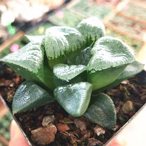 月影寿 精品多肉 丸叶月影寿珍品 玉露多肉植物 乡下人多肉馆