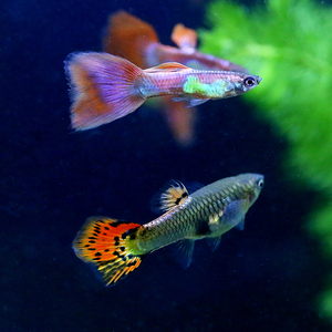 杂袍新手孔雀练手蛇皮巴西扇大耳朵美国全红活体淡水观赏鱼包邮11