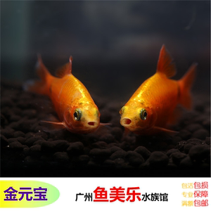 金元宝鱼灯科鱼热带鱼观赏鱼活体包活金龙鱼活体金鱼观赏鱼热带鱼