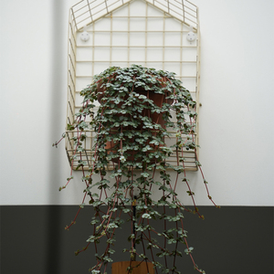 灰绿冷水花bb草ins风室内绿植盆栽办公室客厅窗台荷兰进口垂吊