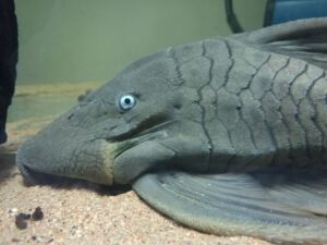 【哥伦比亚蓝眼皇冠豹】 异型鱼 清道夫 25-30cm