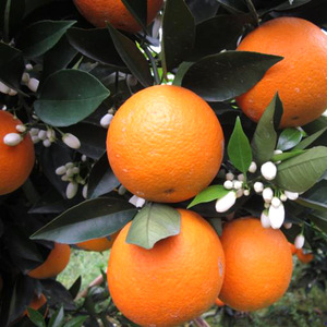 广西新鲜夏橙当季水果江永夏橙10斤大果现摘现发多汁甜橙手剥橙