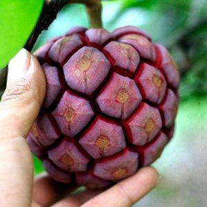 黑老虎布福娜果恶魔果实新鲜现摘2斤装2-5个稀罕水果尝鲜u