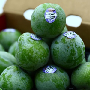 美国进口恐龙蛋乌龟蛋翡翠李绿宝石甜蜜多汁2斤装应季水果