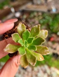 正版晶钻绒莲法师稀有多肉植物小苗可爱萌新手入门花卉薄款