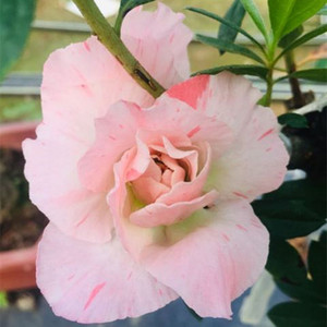 桃梅锦重瓣一棵多色皋月杜鹃名贵品种桃红色清新绿植