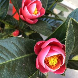 00珠1608淘宝越南海棠四季红抱茎茶花盆栽带花苞阳台植物庭院客厅