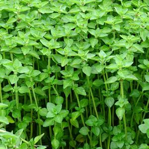 香菜云南德宏特产野菜 野生毛香菜新鲜蔬菜水香菜凉拌 包邮