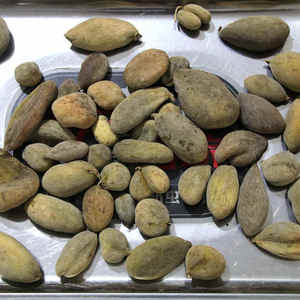 五倍子中药500克