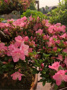 深山雾岛杜鹃   鹤翁  盆景素材