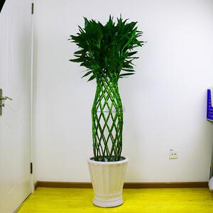深圳富贵竹龙大型绿植开运竹盆栽办公室客厅乔迁室内花卉盆景