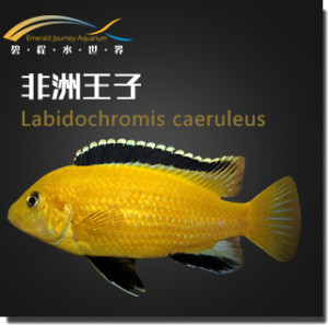 非洲王子黑线 三湖慈鲷 德系f1 马鲷  岩栖 热带鱼 观赏鱼 活体鱼