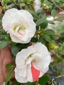 玉玲杜鹃花 皋月品种 重瓣多色 室内外绿植花卉盆栽