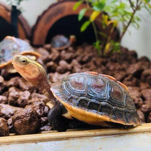 黄缘龟幼龟安布龟半水龟浙江缘大陆缘宠物龟乌龟闭壳龟观赏龟活体