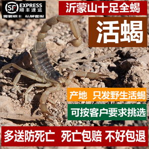 十足山蝎宠物活蝎子泡酒食用野生蝎子活体沂蒙全蝎苗东亚钳蝎王0人