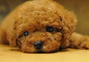 泰迪犬幼犬纯种活体狗狗宠物狗泰迪狗狗棕红色贵宾犬呆萌大眼睛