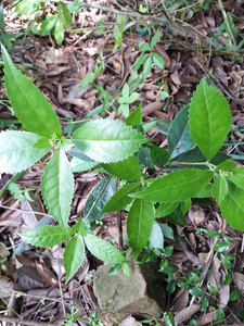 福建野生草珊瑚干品 九节莲 株九节香九节风 接骨木250g