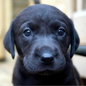 纯黑狗幼犬中华田园犬幼犬混血串串狗纯黑犬四眼狗拉布拉多活体