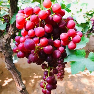 红珍珠葡萄
