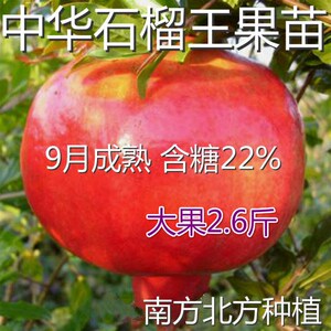 石榴苗新品种 中华石榴王树苗 特大果9月成熟汁多南方北方种籽硬