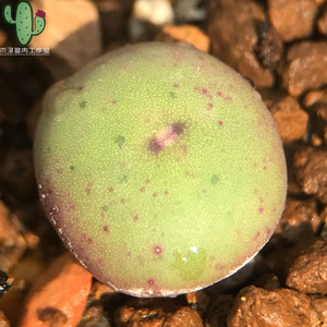 木泽生石花多肉植物肉锥小红嘴大型sub嘴一物一拍