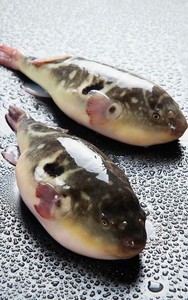 河豚鱼鲜活二条750克,现捕现杀当天发货,满三件包邮另加送一条