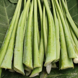 芋荷梗广西特产白芋苗新鲜蔬菜广菜芋蒙杆芋苗酸菜梗农家自可鲜炒