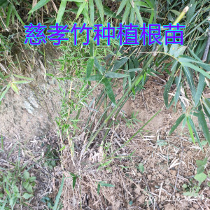 苗竹子苗庭院四季常青户外耐寒竹子植物墨竹黑竹小型盆栽51人付款11